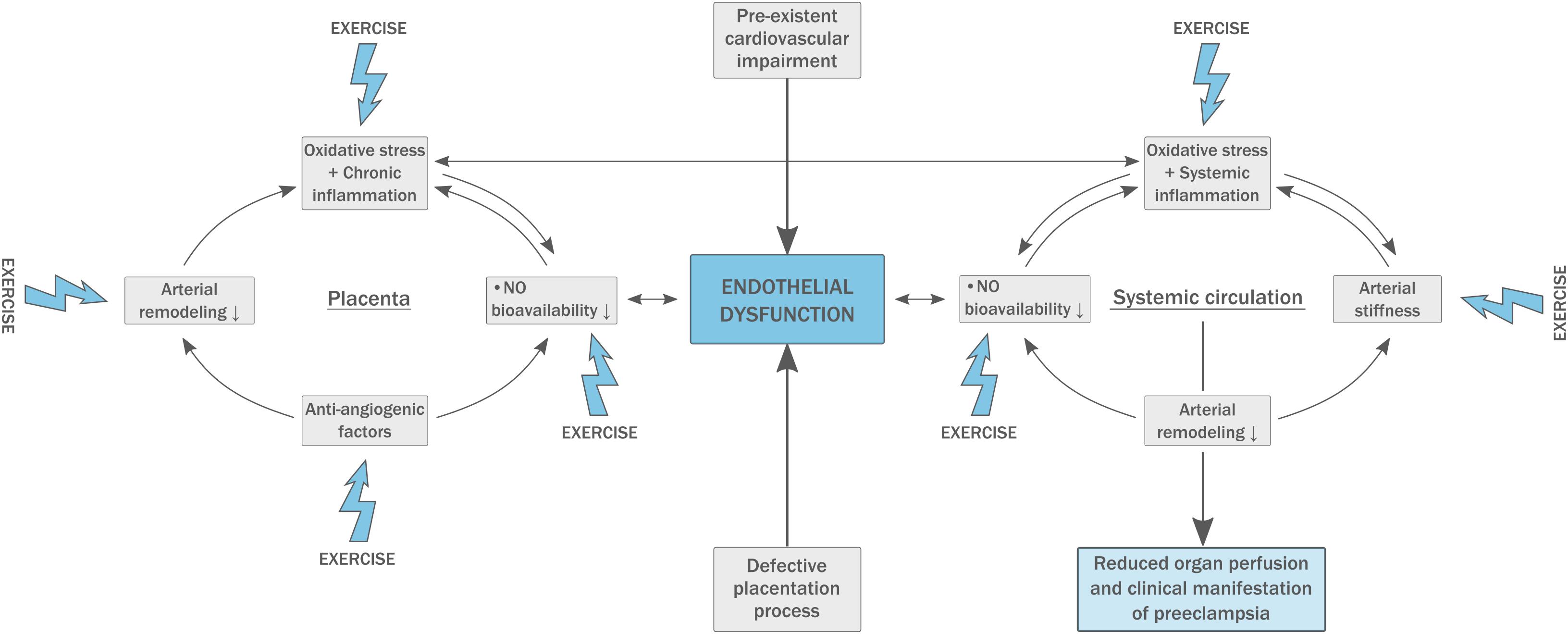 Progressive exercise training improves cardiovascular psychophysiological  outcomes in young adult women with a history of adverse childhood  experiences