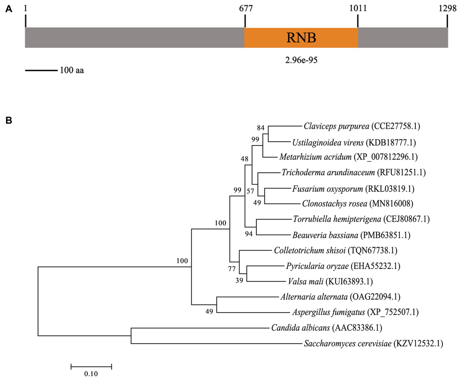 Frontiers Cell Wall Biogenesis Protein Phosphatase CrSsd1 Is Required for Conidiation, Cell Wall Integrity, and Mycoparasitism in Clonostachys rosea