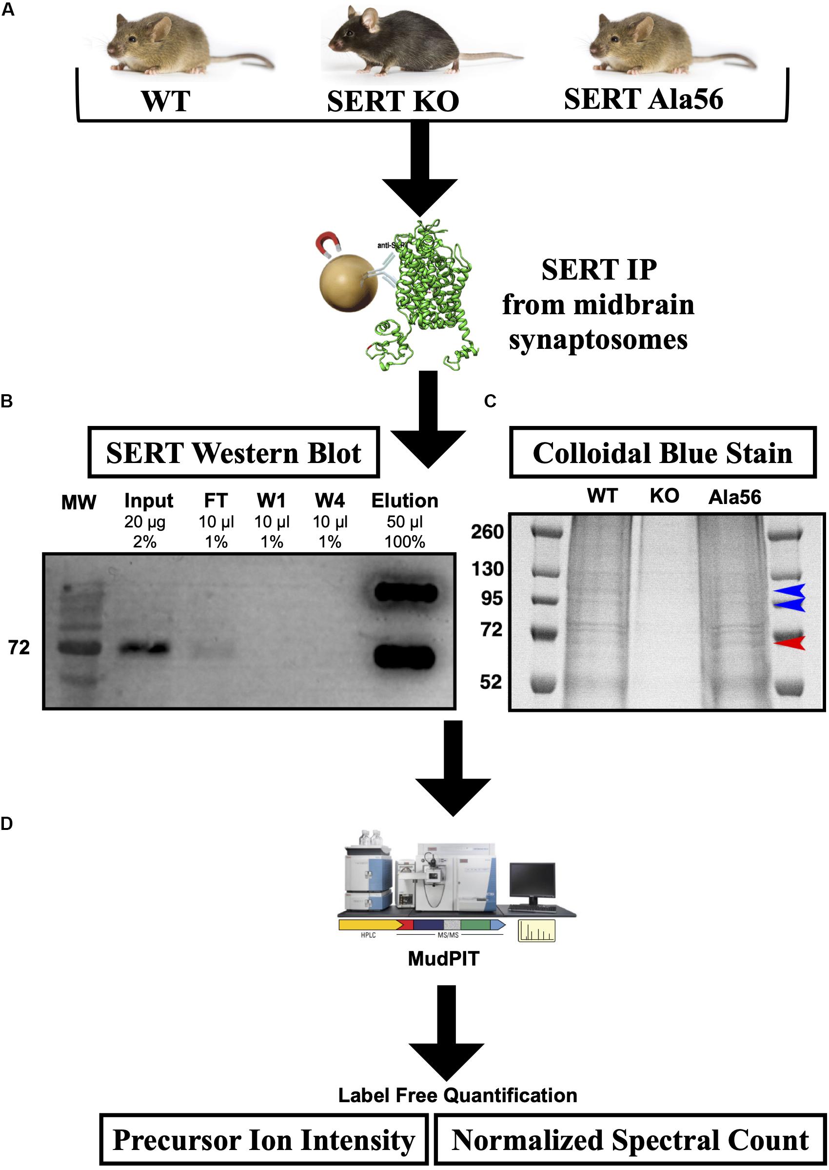 Frontiers Ex Vivo Quantitative Proteomic Analysis Of Serotonin Transporter Interactome Network Impact Of The Sert Ala56 Coding Variant Frontiers In Molecular Neuroscience