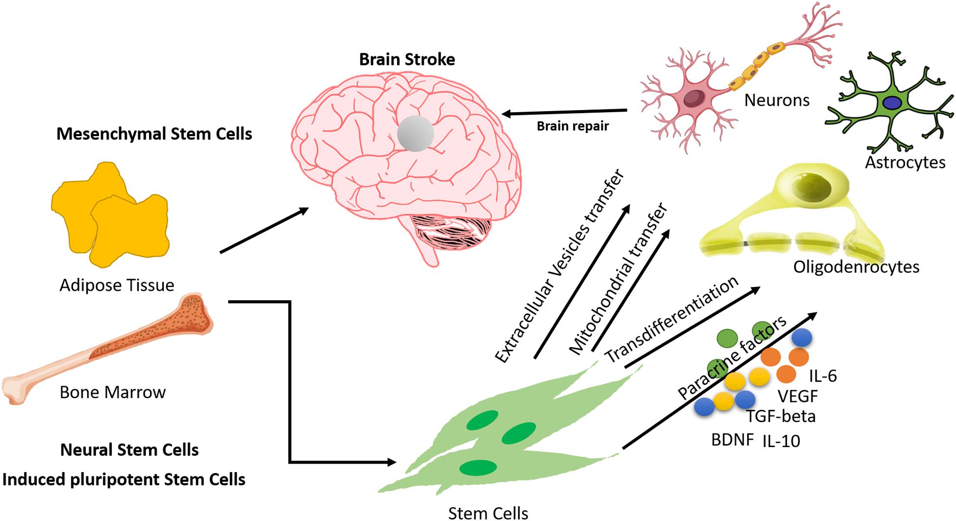 Frontiers | Application of Stem Cells in Stroke: A Multifactorial Approach  | Neuroscience