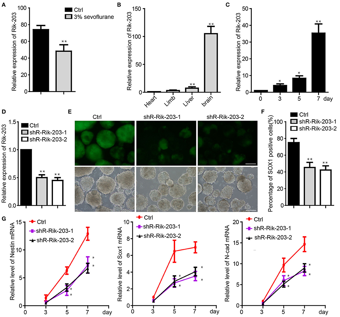 公式限定 福袋 - 公式通販オンラインショップ Frontiers Sevoflurane to Contributes Rik-203 LncRNA | エアコン