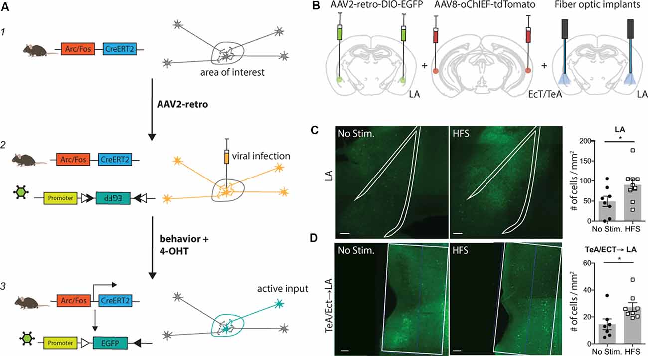 Trace method. Trace Спутник. Tracking method. Track of Axons.