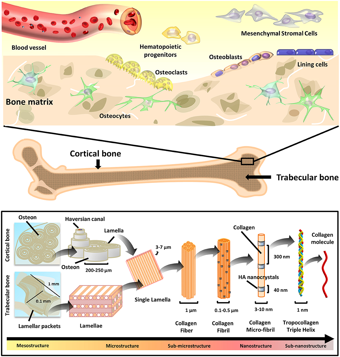 Frontiers | Natural Polymeric Scaffolds in Bone Regeneration 