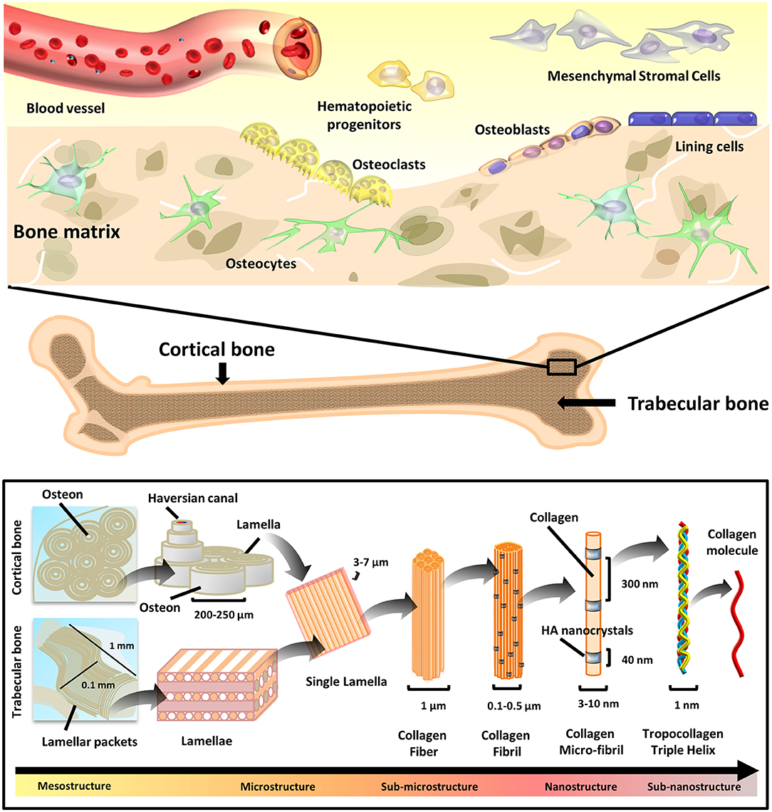 Pectin-GPTMS-Based Biomaterial: toward a Sustainable Bioprinting of 3D  scaffolds for Tissue Engineering Application