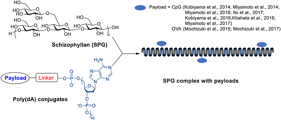 Frontiers Carbohydrate Conjugates In Vaccine Developments Chemistry