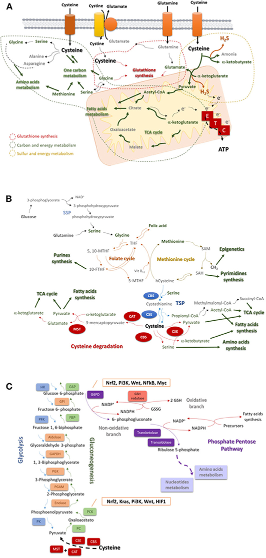 Frontiers Cysteine as a Carbon Source, a Hot Spot in