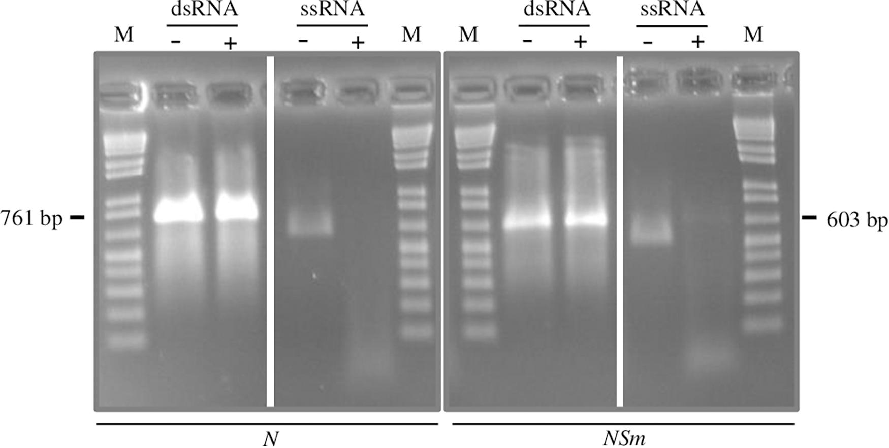 Frontiers The Induction Of An Effective Dsrna Mediated Resistance Against Tomato Spotted Wilt Virus By Exogenous Application Of Double Stranded Rna Largely Depends On The Selection Of The Viral Rna Target Region