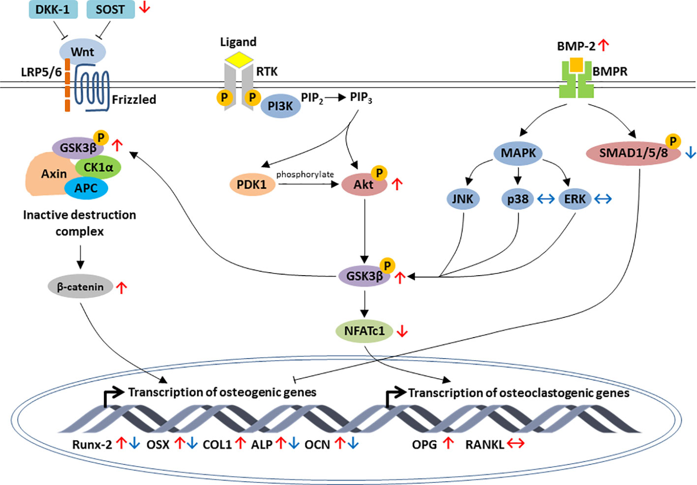 Frontiers The Skeletal Protecting Action And Mechanisms Of