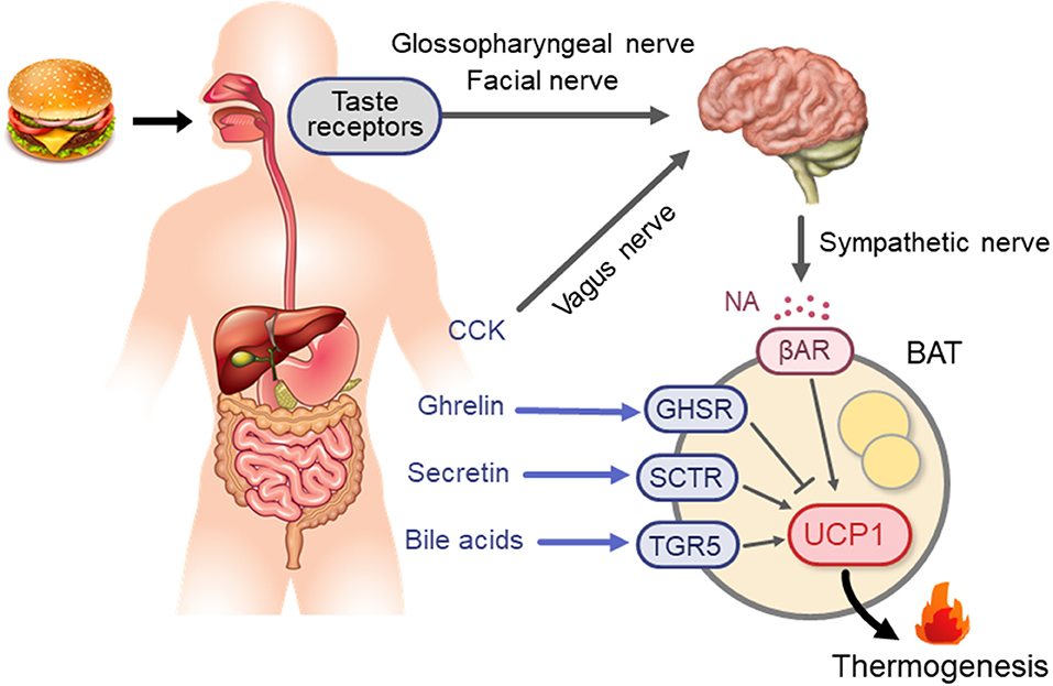 Enhanced thermogenesis