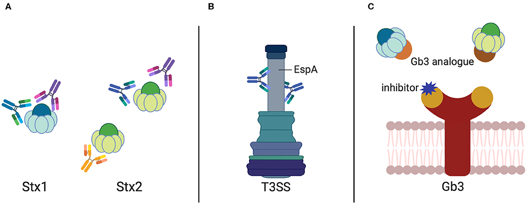 shiga toxin 1 és 2)