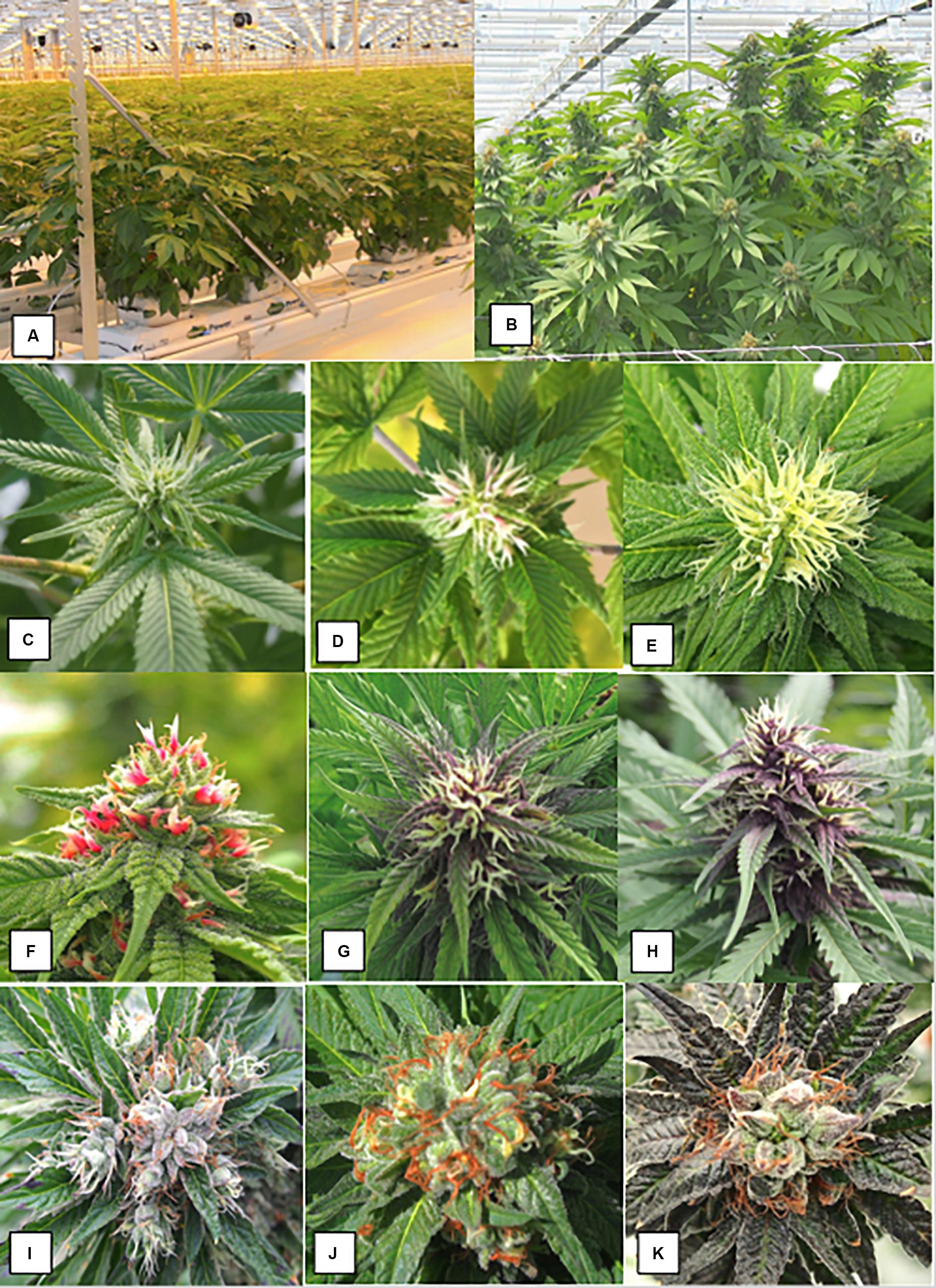 Frontiers | Hermaphroditism in Marijuana (Cannabis sativa L ...