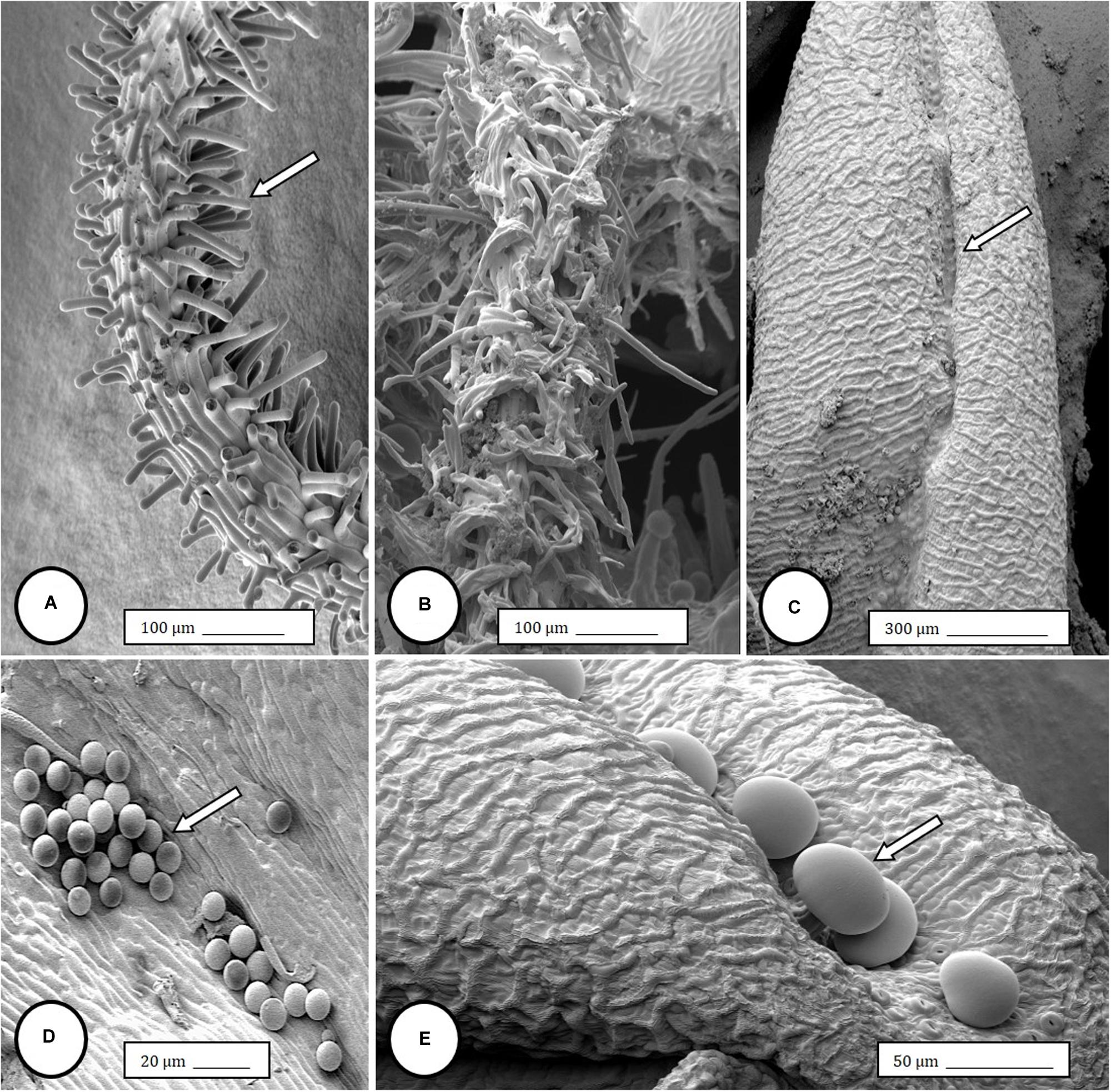 Figure 4. Scanning electron microscopy of the stigmas and anthers in hermap...