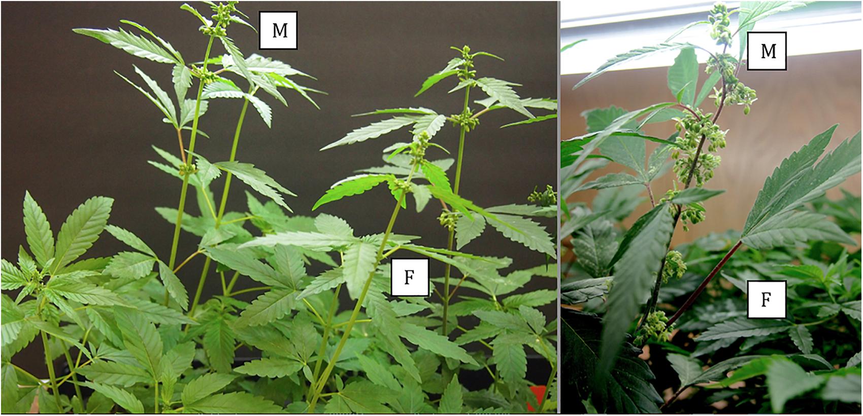 The Difference Between Male and Female Weed Plants