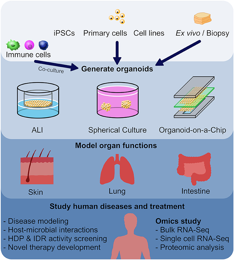 Frontiers | Utilizing Organoid and Air-Liquid Interface Models as 