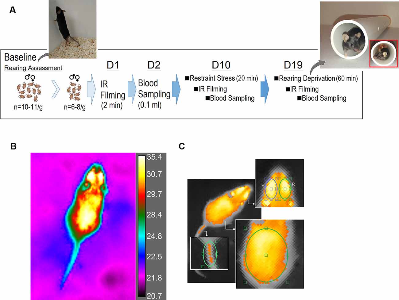 Infrared Thermography Explained