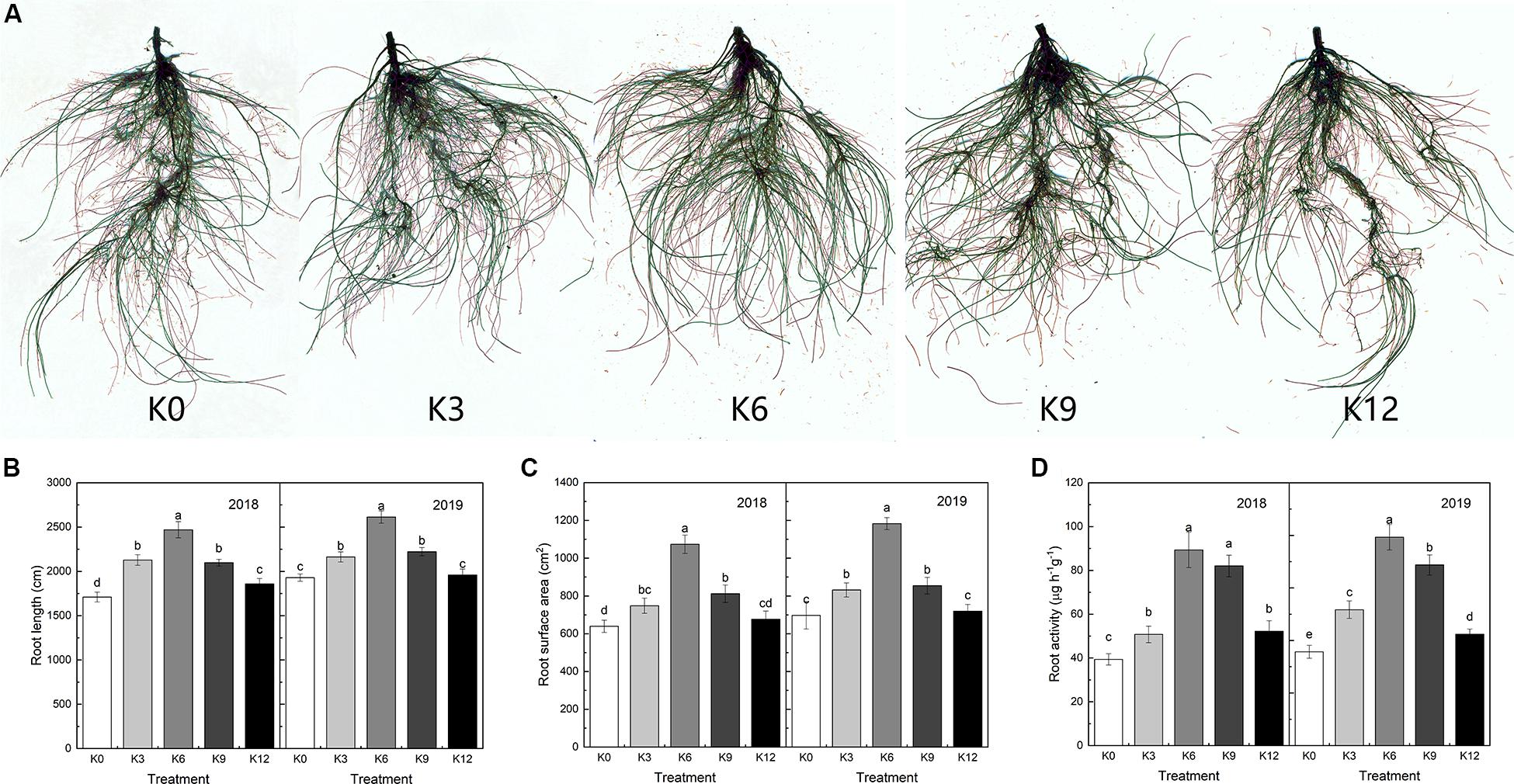 PDF) Effects of the size of sown seed on growth and yield of