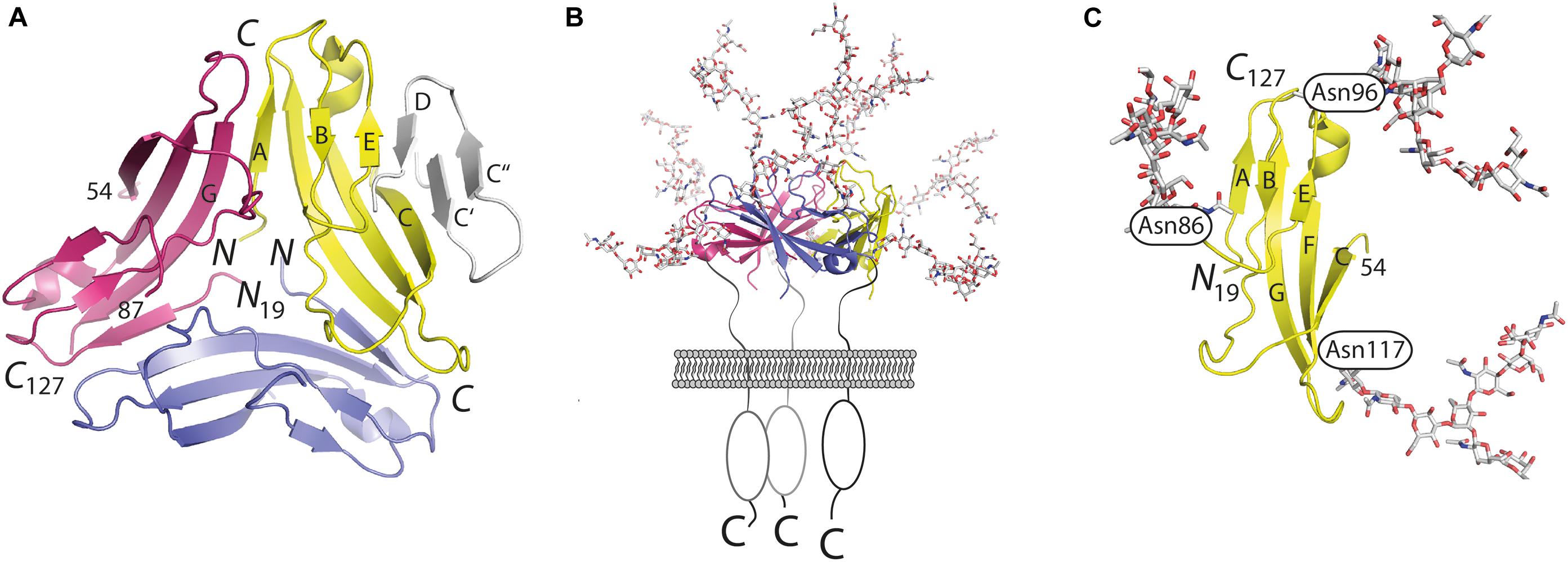 Frontiers The Cd Molecule An Important Immune Checkpoint Immunology