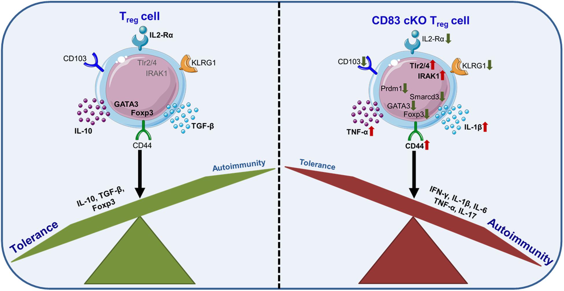 Регуляторные т клетки. Трег клетки. MHC фенотип. Маркер регуляторных cd4 т клеток.