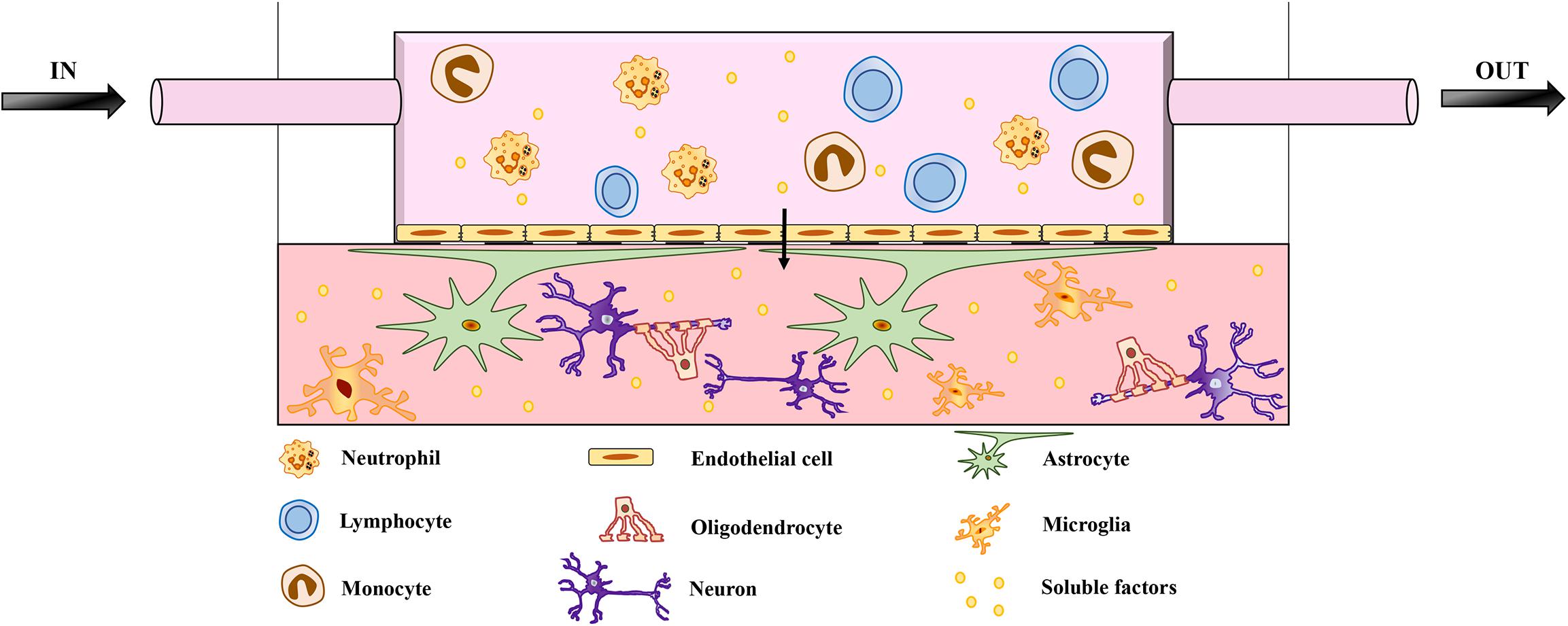 Mice cells. ECL клетки. Болезнь Альцгеймера и стволовые клетки. In silico in vitro.