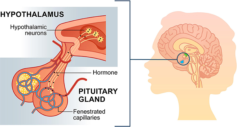 Homeostasis meaning