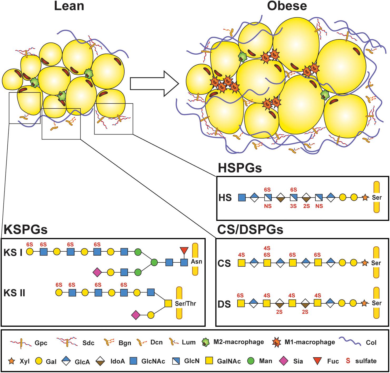 Temporal Relationships Between Circulating Levels of CC and CXC Chemokines  and Developing Atherosclerosis in Apolipoprotein E*3 Leiden Mice