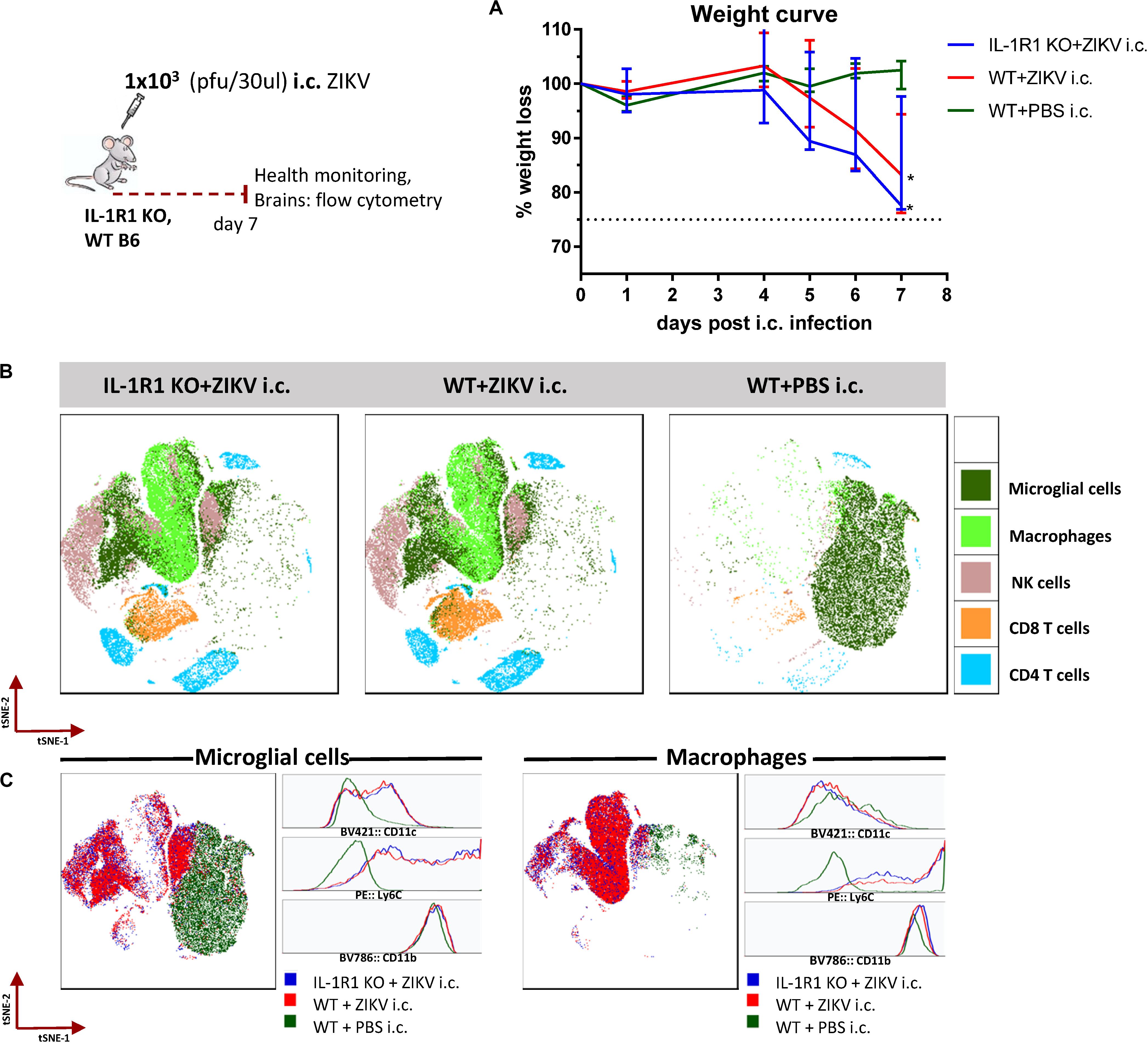 Kirurgi Kammer Taknemmelig Frontiers | Effector CD8 T Cell-Dependent Zika Virus Control in the CNS: A  Matter of Time and Numbers | Immunology