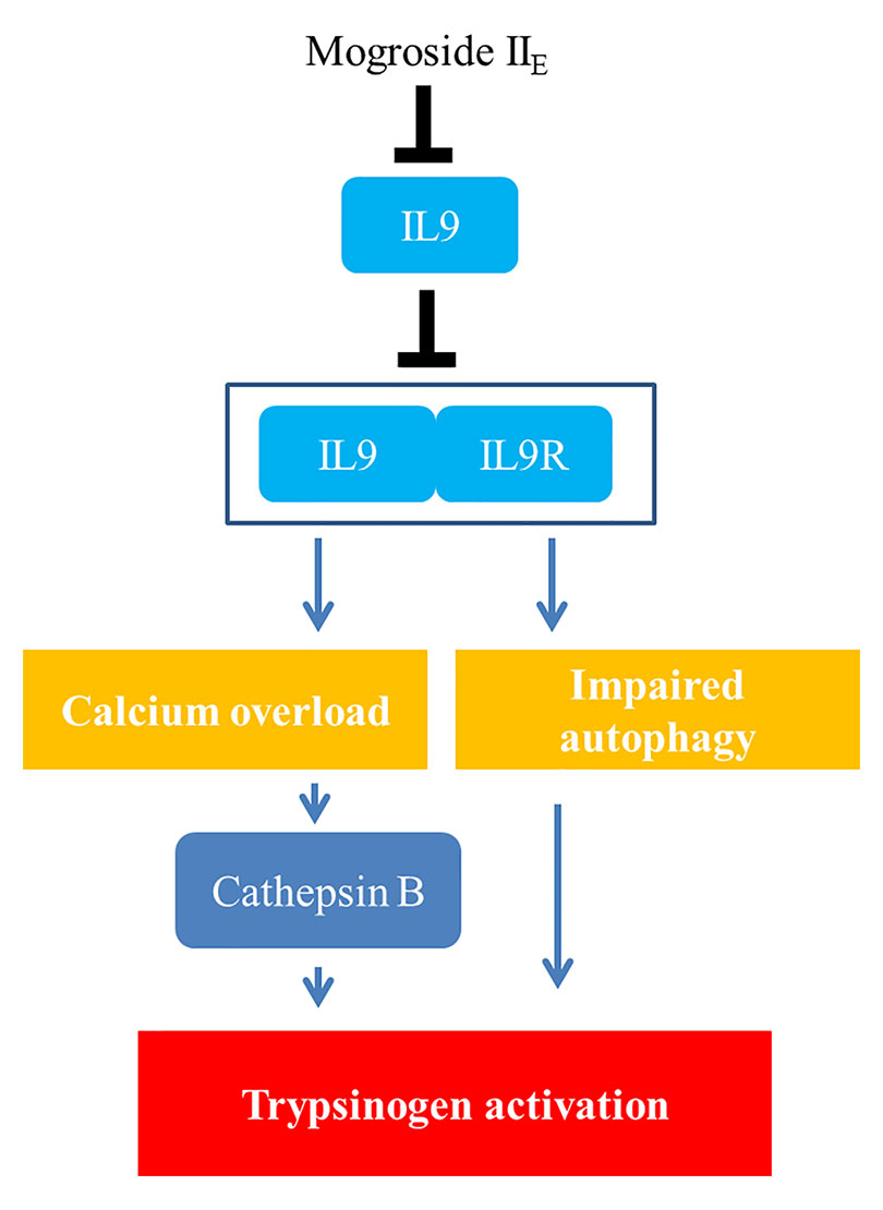 Frontiers | Mogroside IIE Inhibits Digestive Enzymes via
