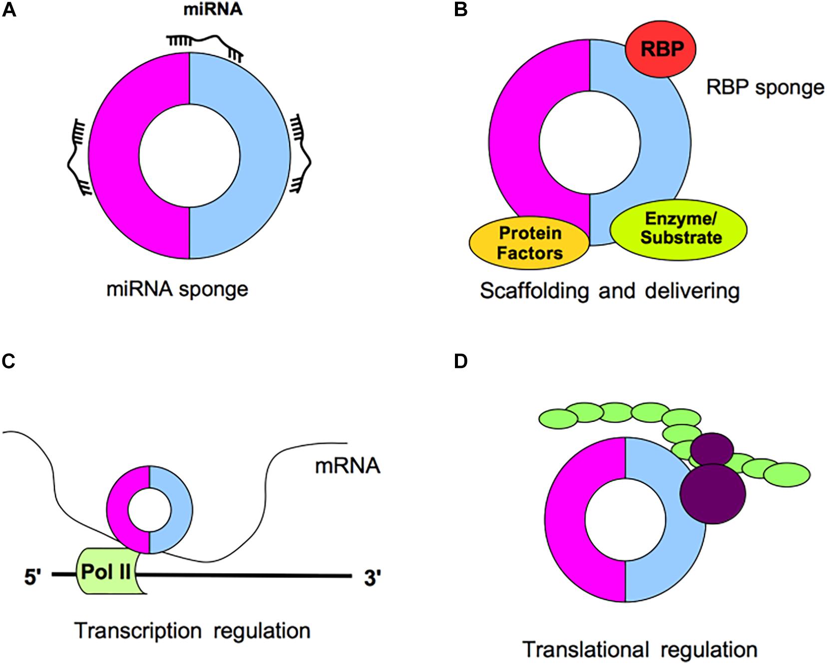 Frontiers | Circular RNAs in Embryogenesis and Cell