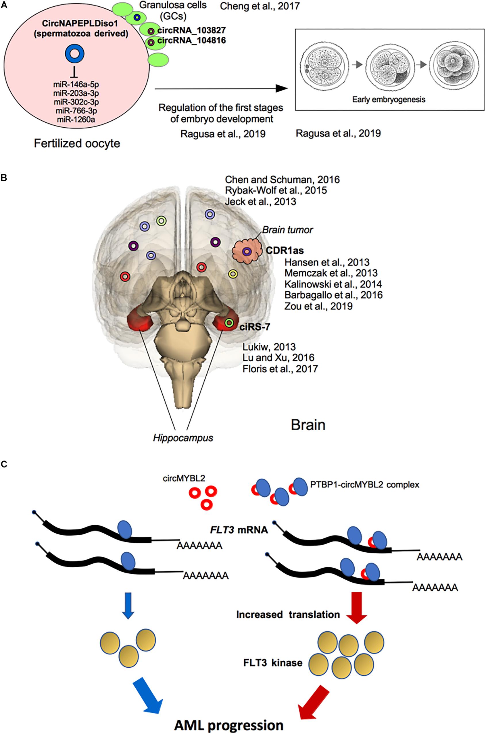 Frontiers | Circular RNAs in Embryogenesis and Cell