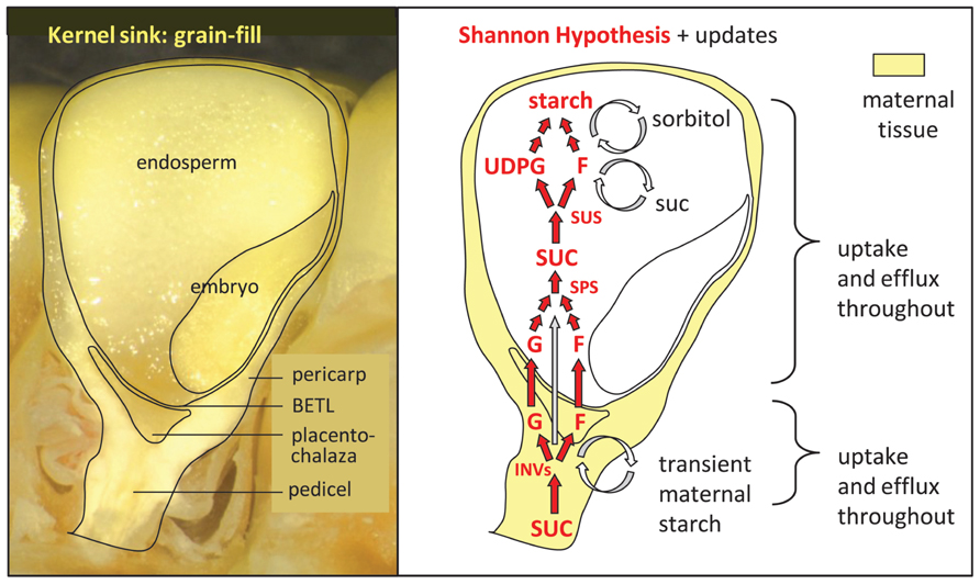 Frontiers Regulation Of Assimilate Import Into Sink Organs