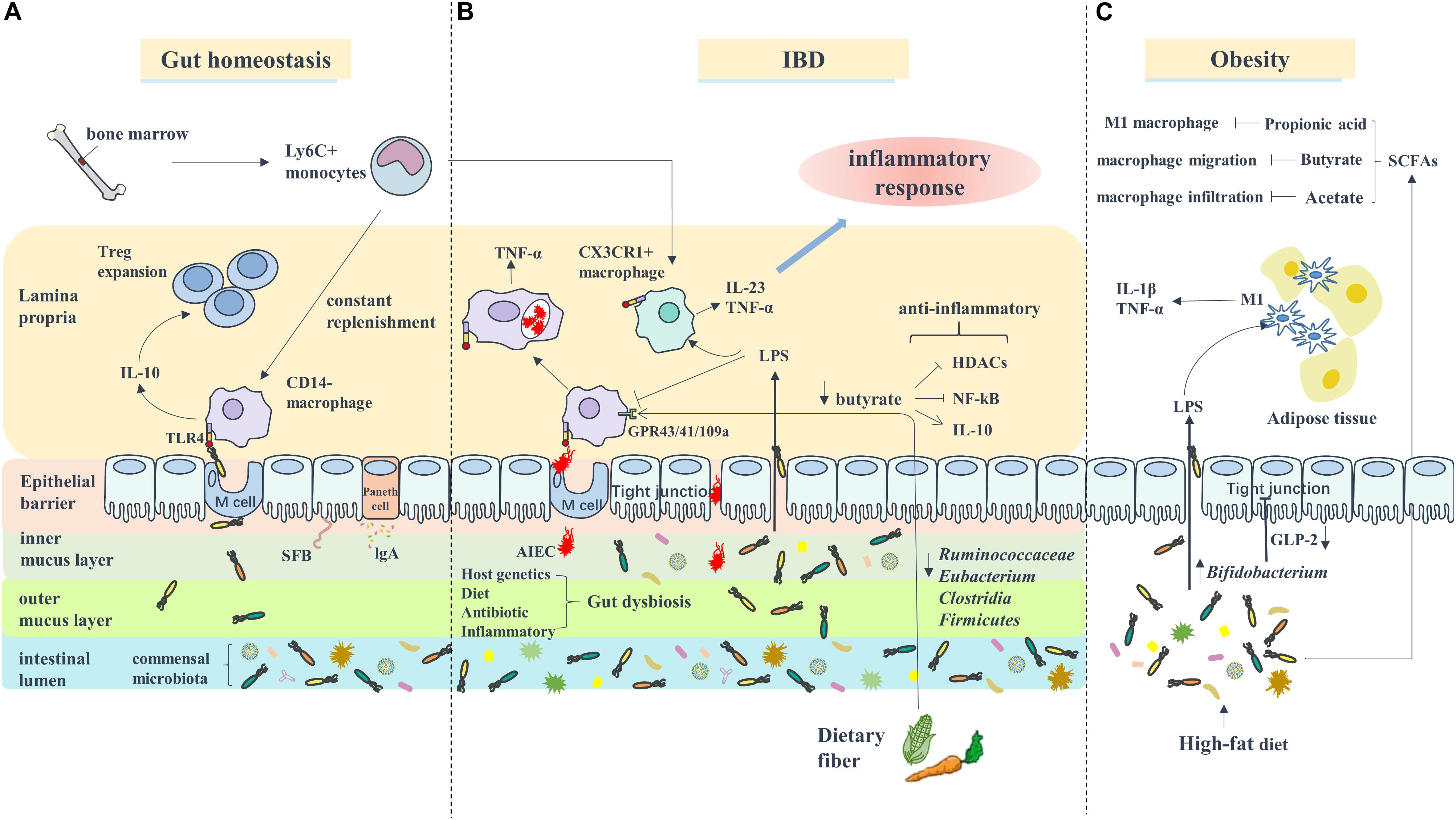 Frontiers The Relationship Between Gut Microbiota And Inflammatory