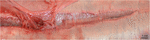 www.frontiersin.org