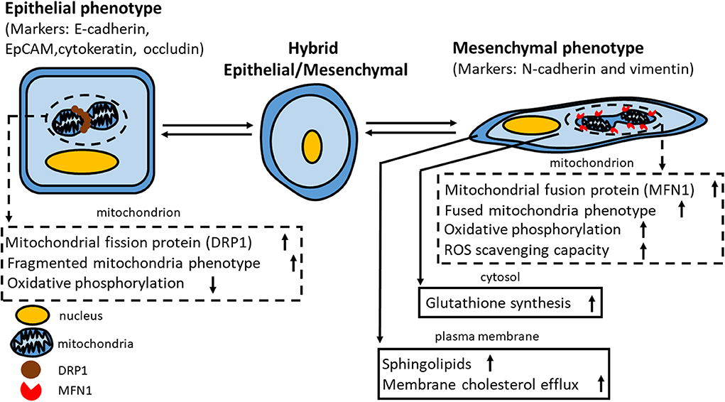 Frontiers  Metabolic Reprogramming and Epithelial-Mesenchymal