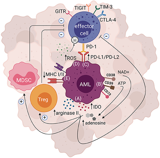 future research for leukemia