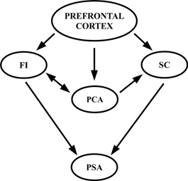 www.frontiersin.org