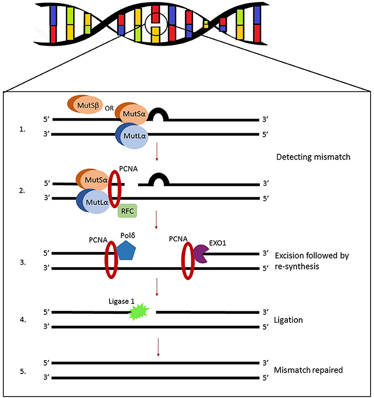 fmolb-07-00122-g001.jpg