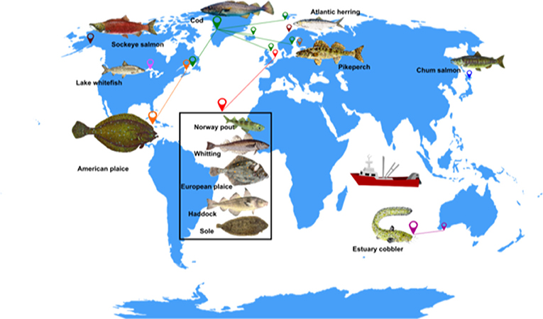 Figure 1 - Examples of fish species that exhibit the “live fast, die young” strategy.