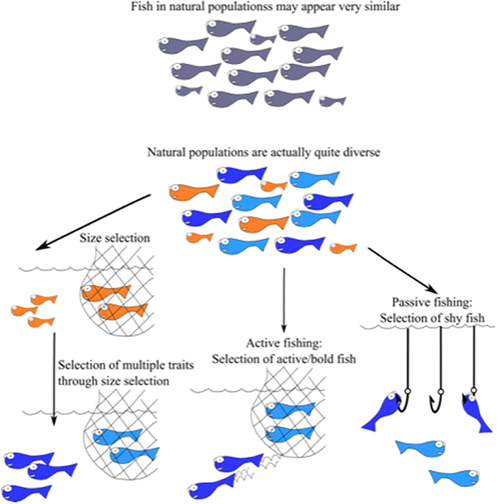Figure 2 - Although fish in wild natural populations might seem to all be the same, the individual fish actually have a surprising level of diversity in traits, including size and behavior.