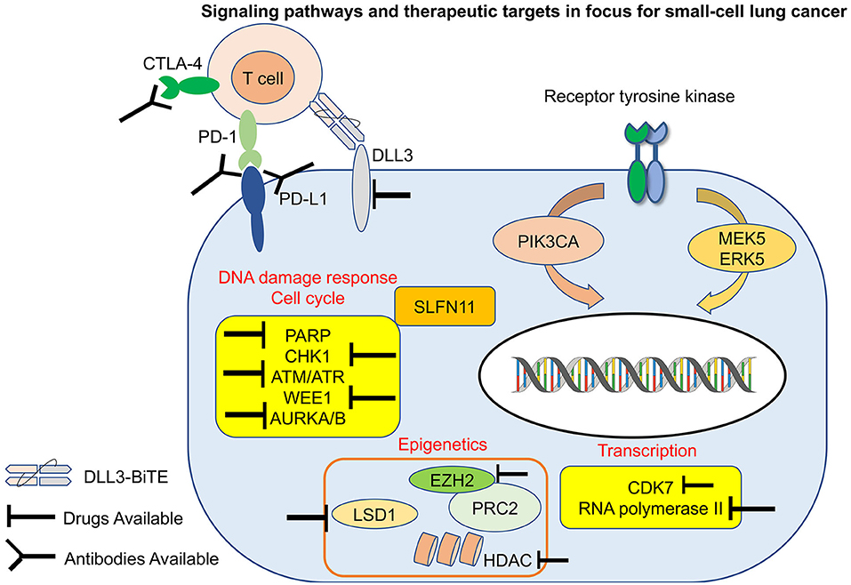 Small Cell Lung Cancer Guide, Understanding SCLC