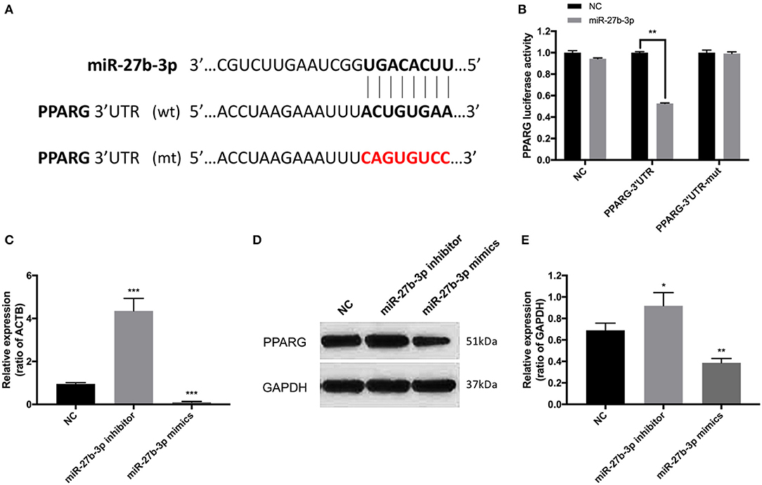 Frontiers | MicroRNA-27b-3p Promotes Tumor Progression and Metastasis ...