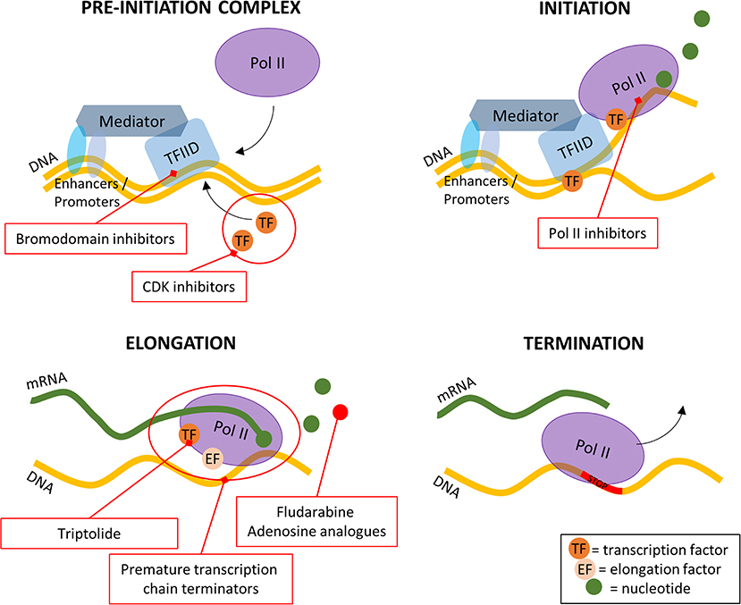 PDF) Intra-promoter switch of transcription initiation sites in