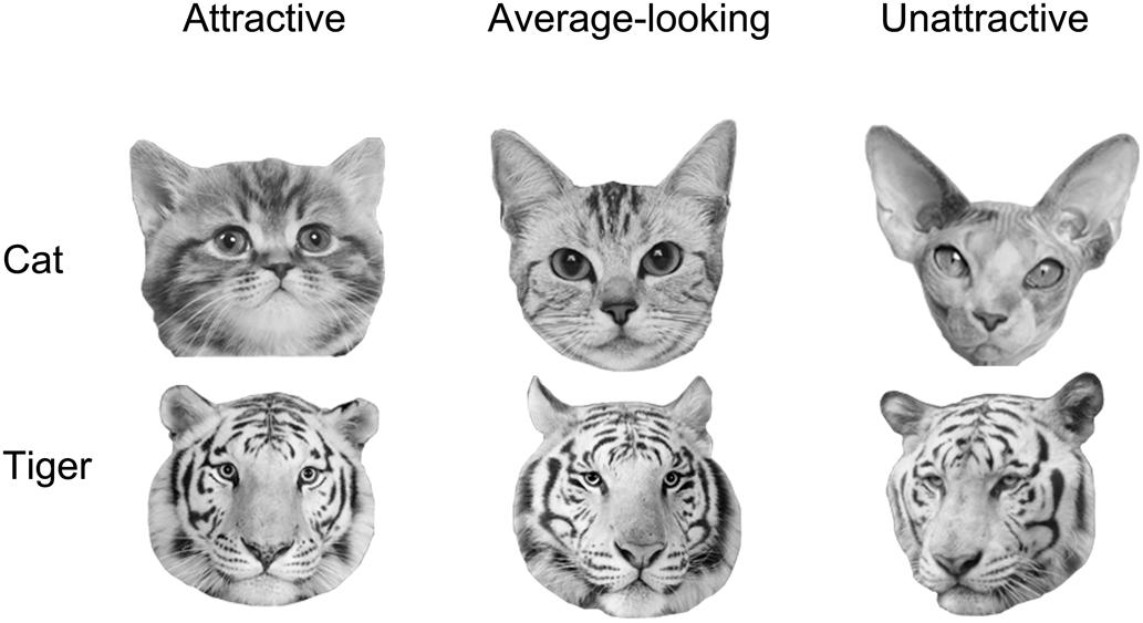 Frontiers | Perceptual Advantage of Animal Facial Attractiveness: Evidence  From b-CFS and Binocular Rivalry