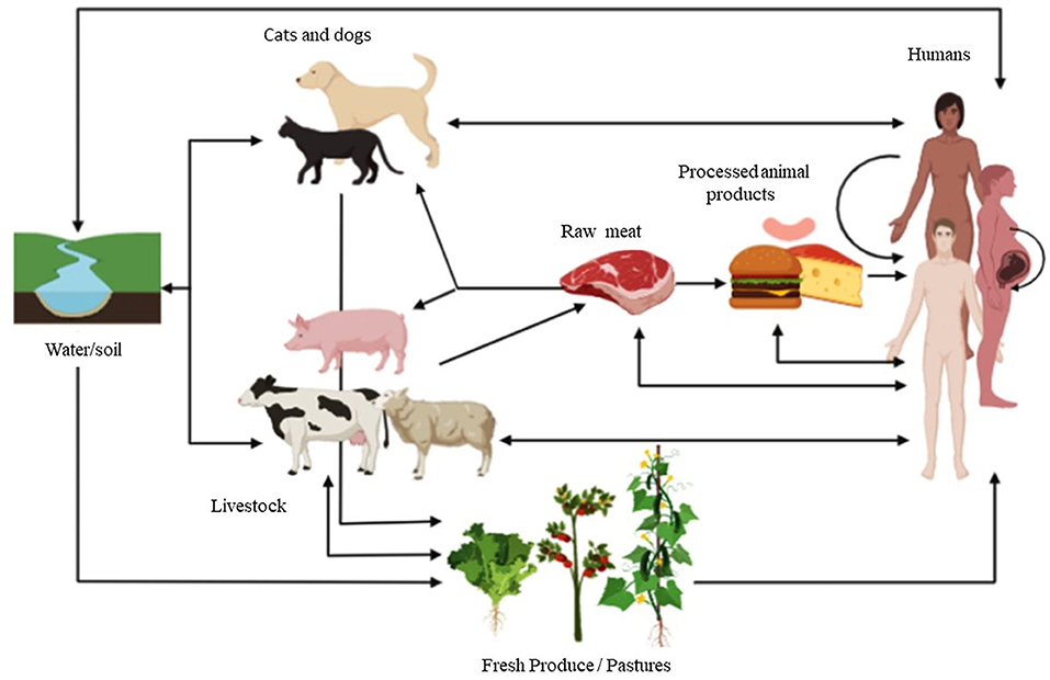 Frontiers | Use of Veterinary Vaccines for Livestock as a Strategy to  Control Foodborne Parasitic Diseases