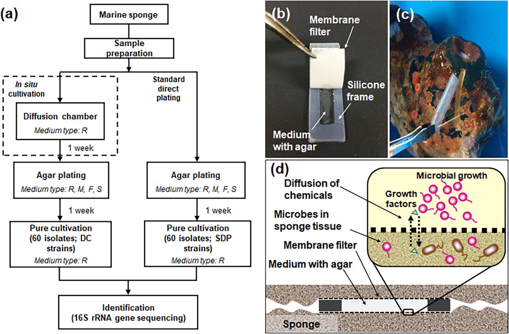 Microbiology - Culture Medium : - Nutrients prepared for microbial growth  Inoculum: - Suspension of microorganisms Inoculation: - Introduction of  microbes into culture medium Culture : - Microbes growing in/on culture  medium