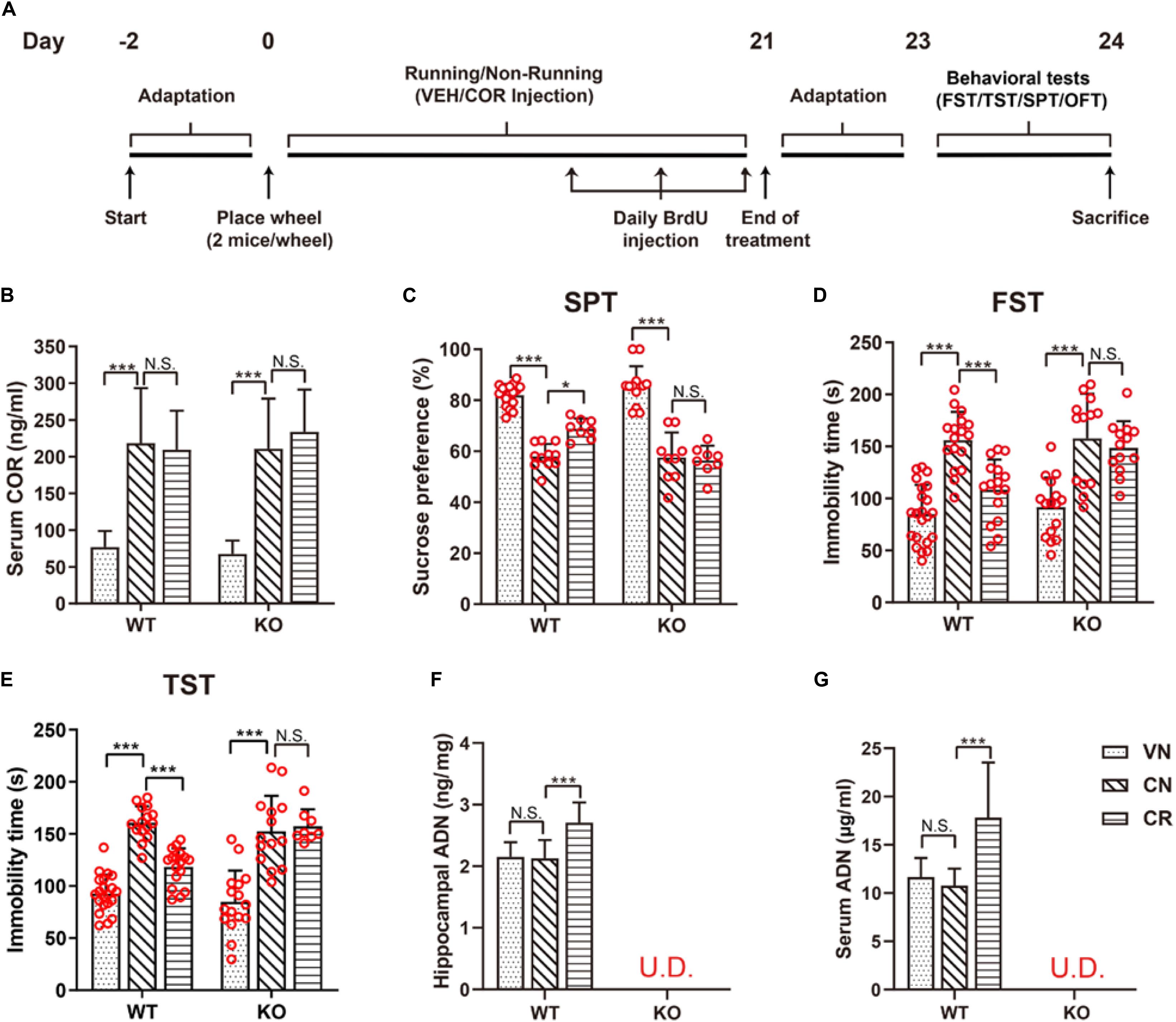 Prolonged exposure to high fluoride levels during adolescence to adulthood  elicits molecular, morphological, and functional impairments in the  hippocampus