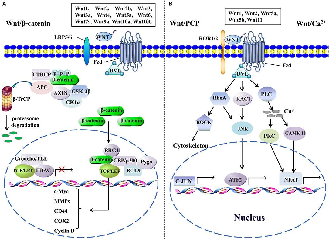 pemetrexed carboplatin bevacizumab mesothelioma