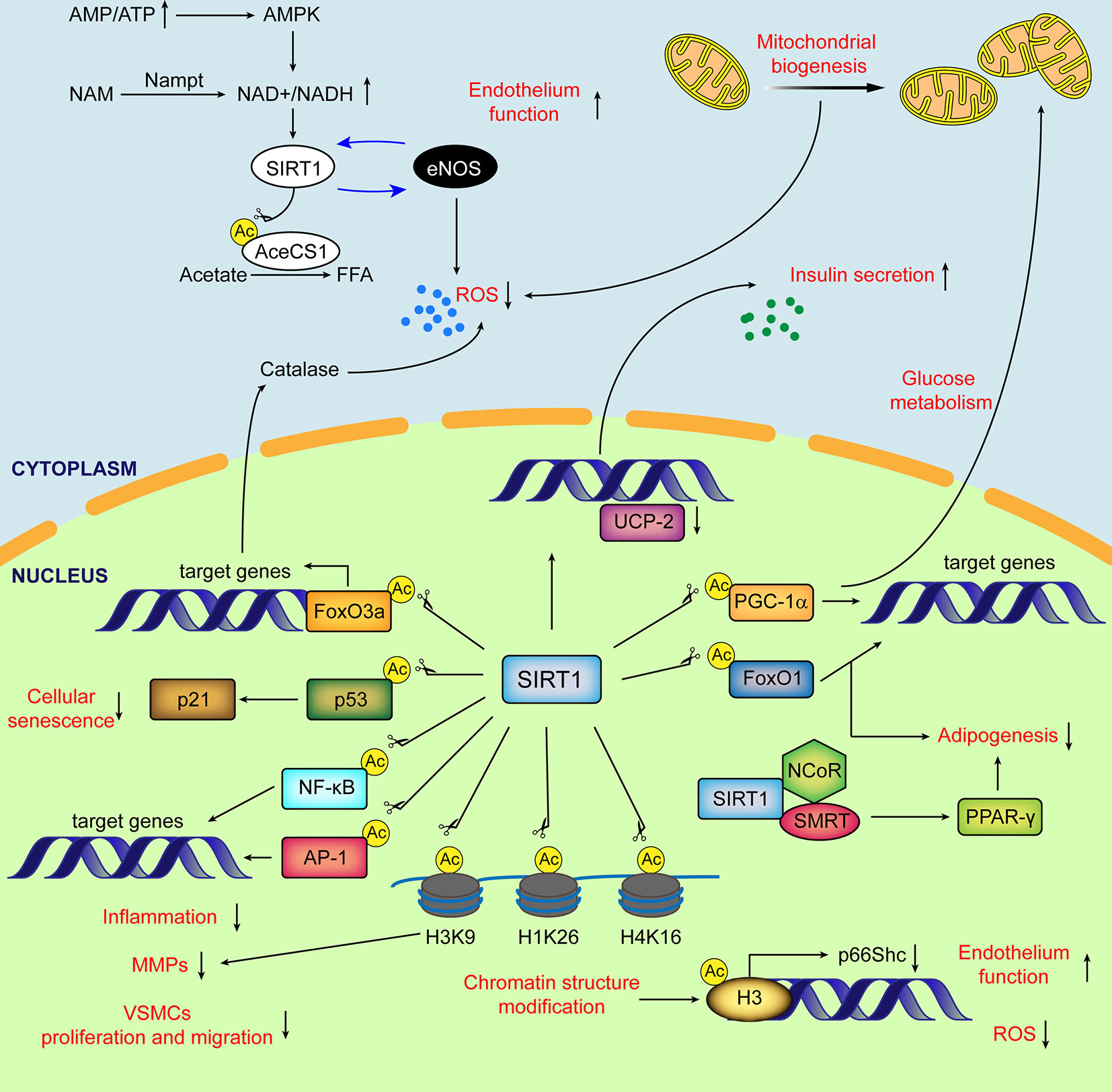 inhibitor al genei anti-îmbătrânire sirt1)