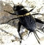 www.frontiersin.org