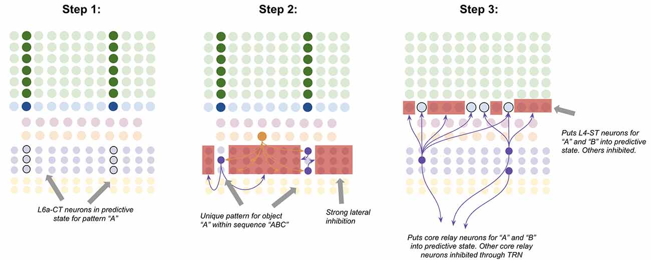 Frontiers  An Attempt at a Unified Theory of the Neocortical Microcircuit  in Sensory Cortex