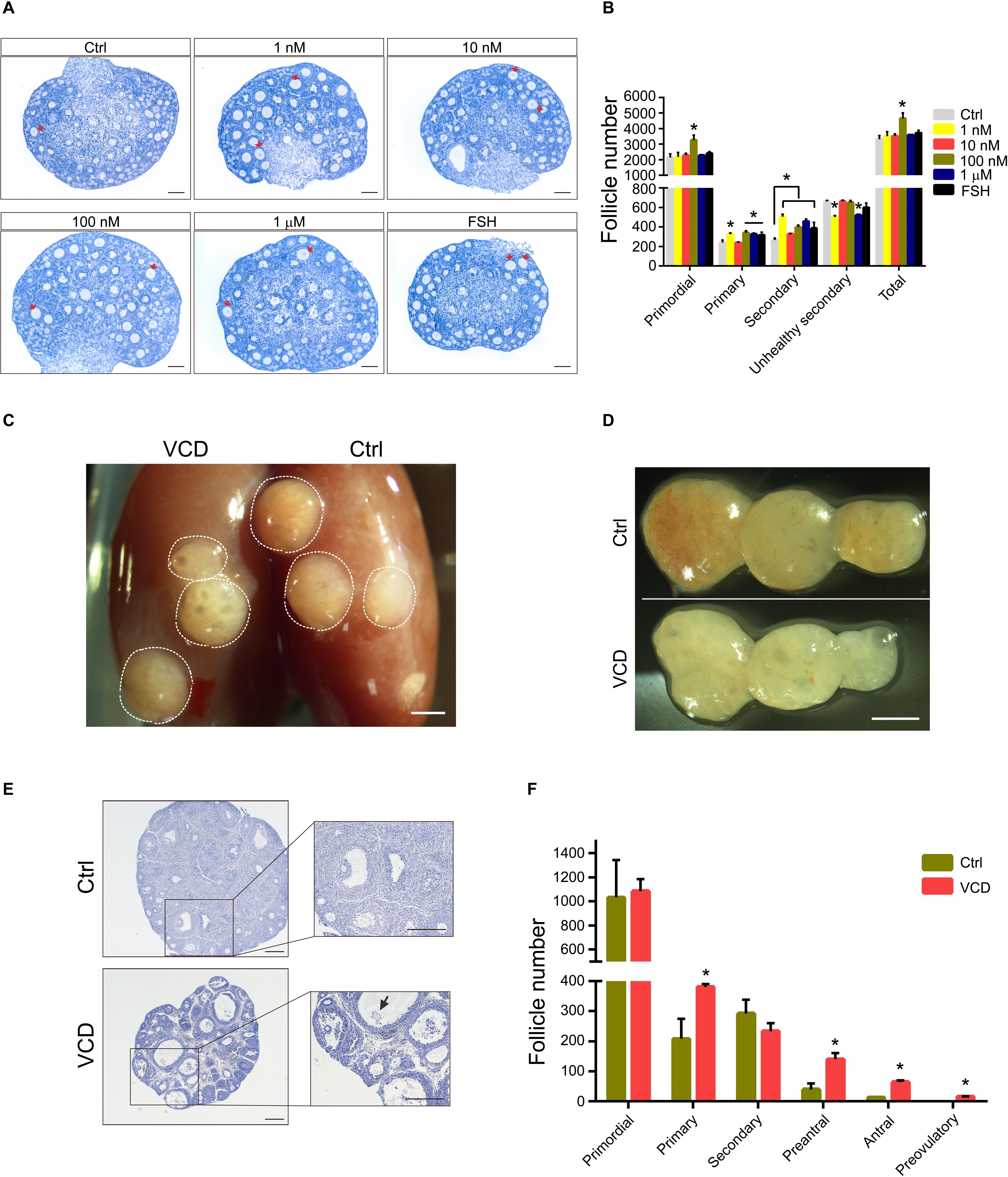 Frontiers HormoneLike Effects of 4Vinylcyclohexene Diepoxide on